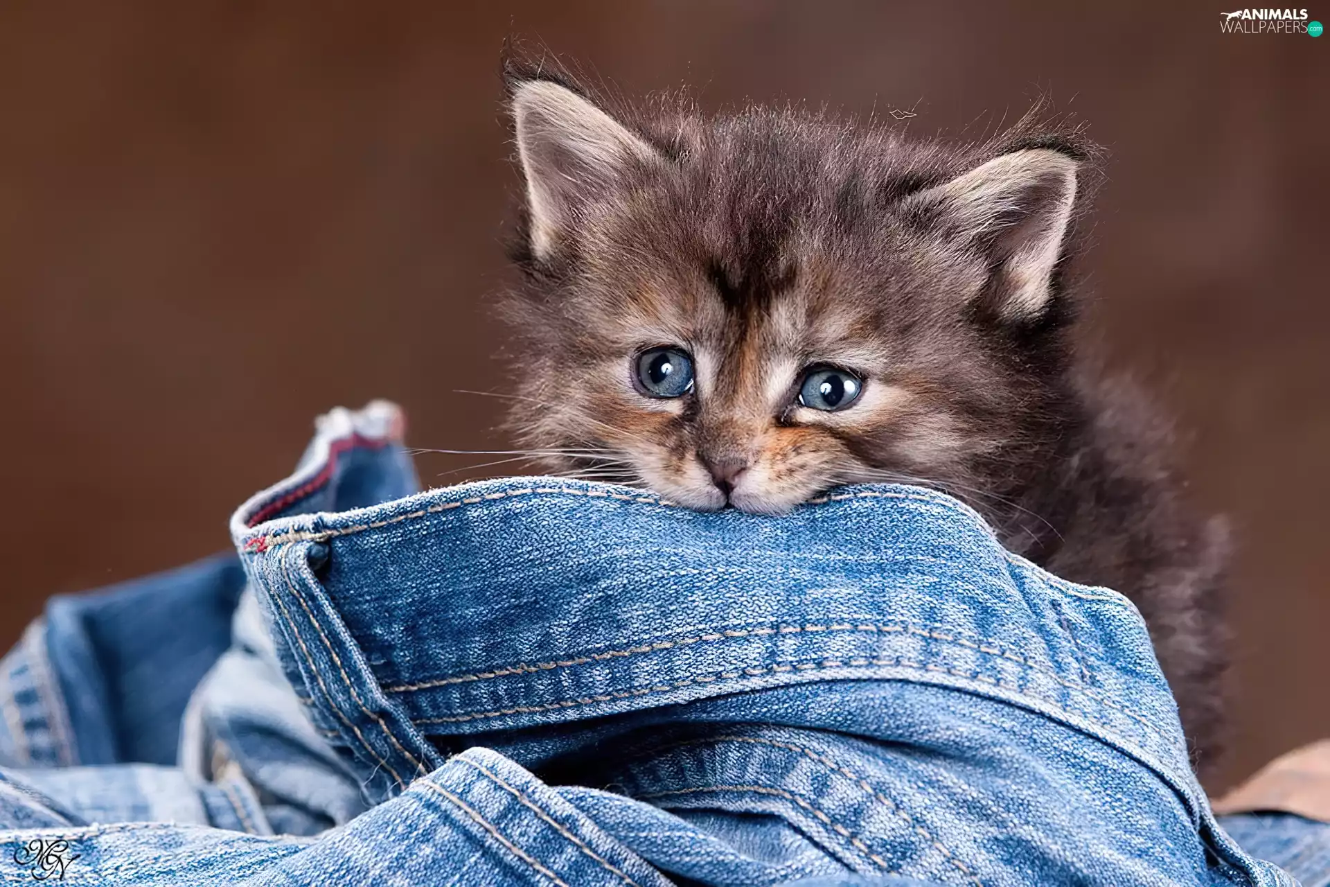 small, trousers, Jeans, kitten