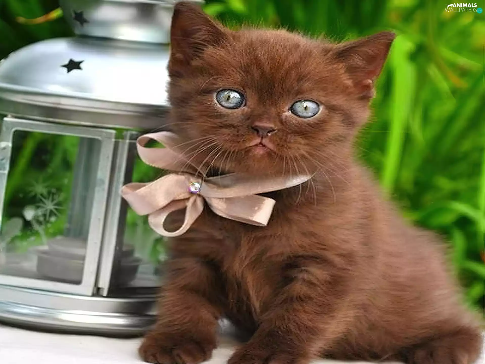 small, Loop, lantern, kitten