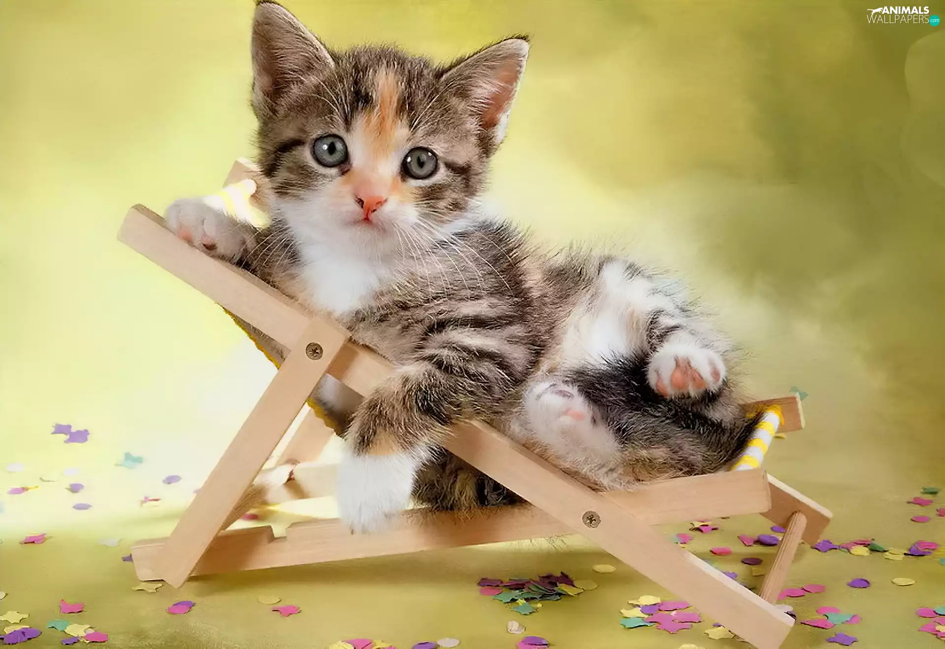 small, an, lounger, kitten