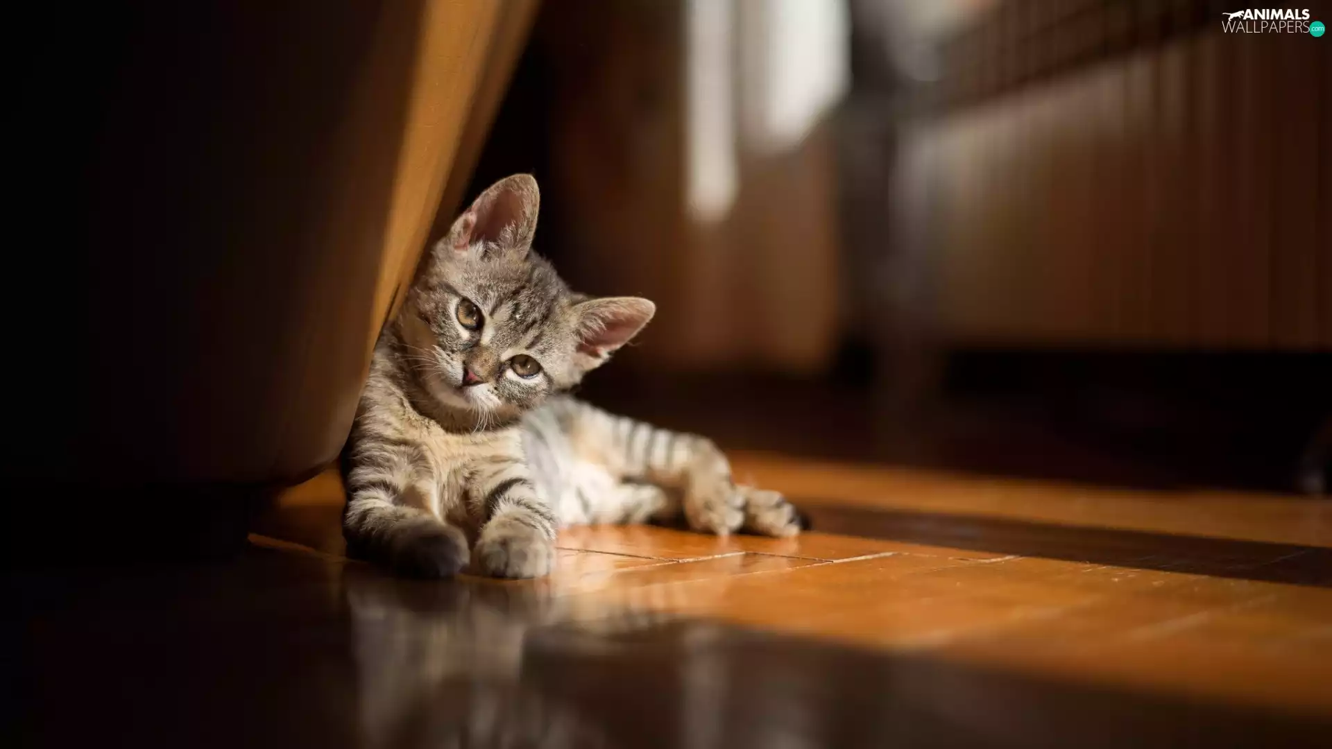 kitten, lying, small