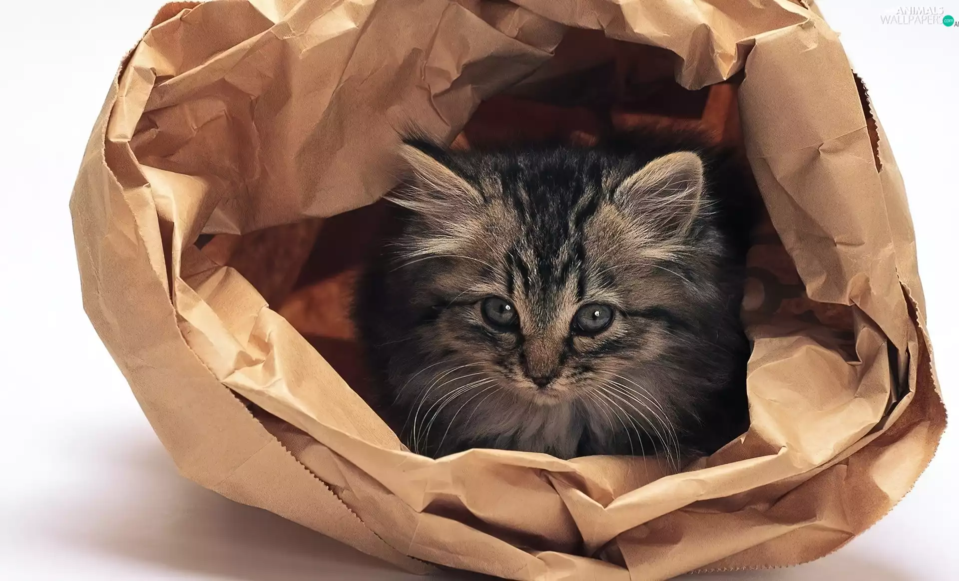 small, Gray, paper, kitten