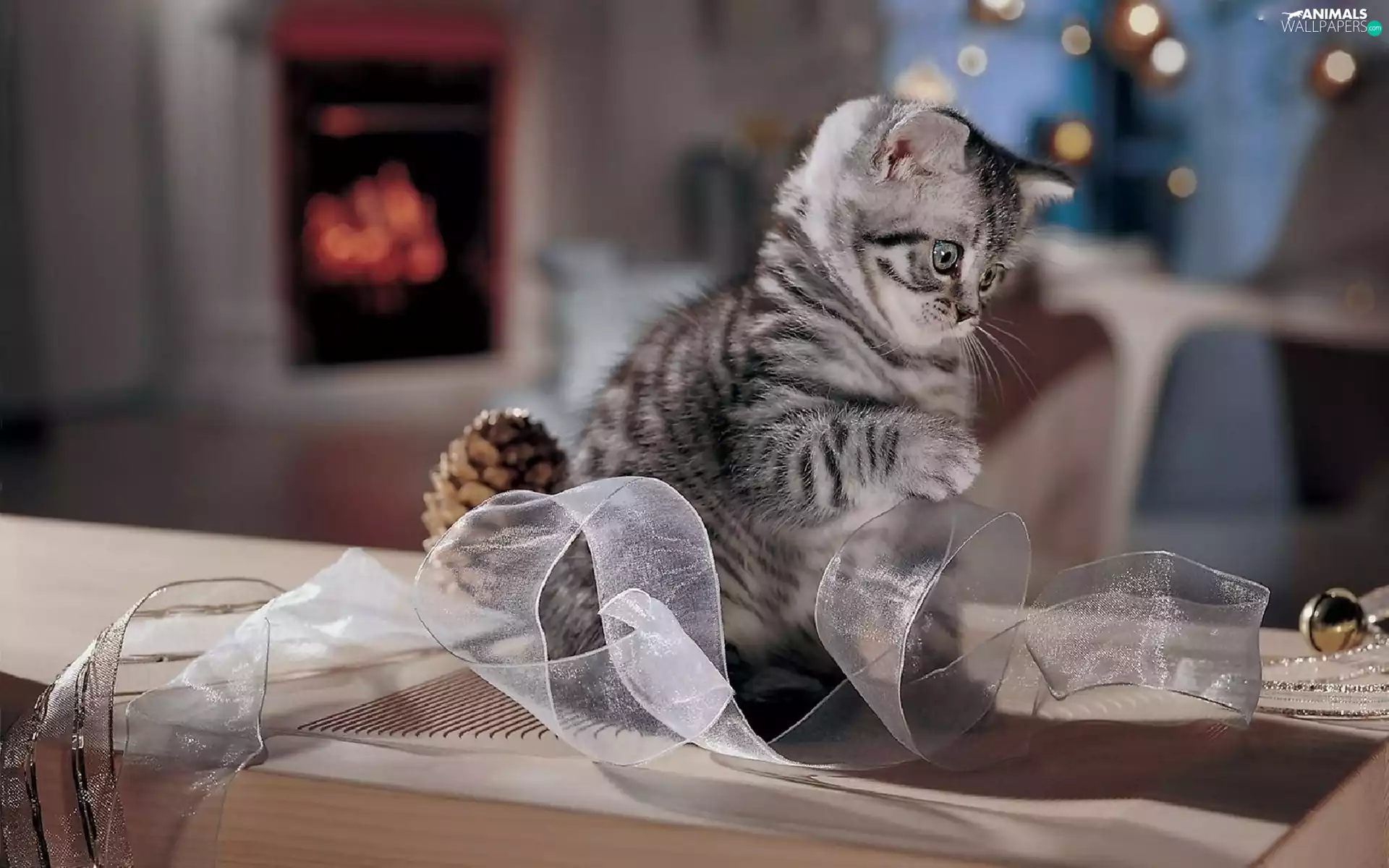 small, ribbon, play, kitten