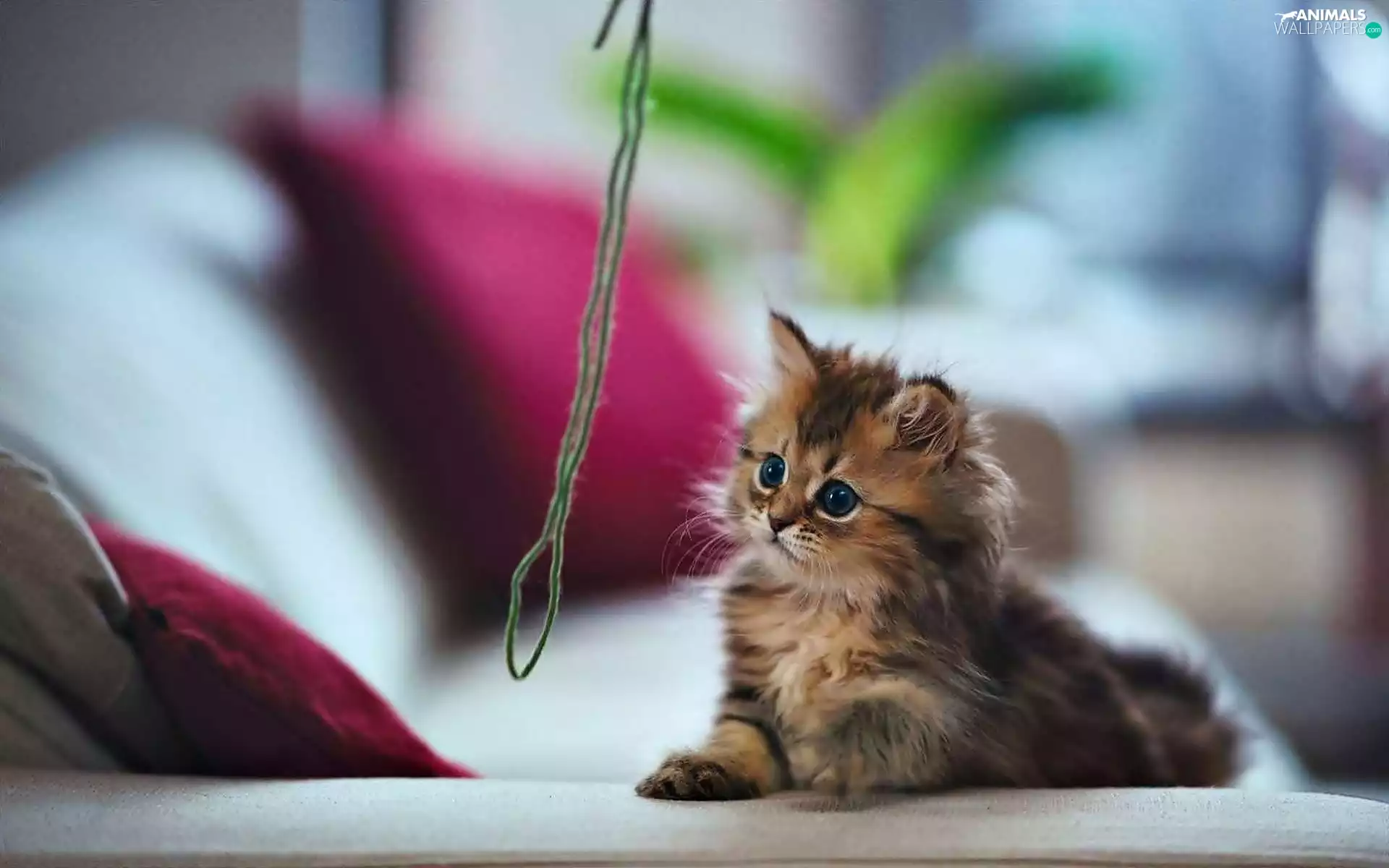 small, thread, play, kitten