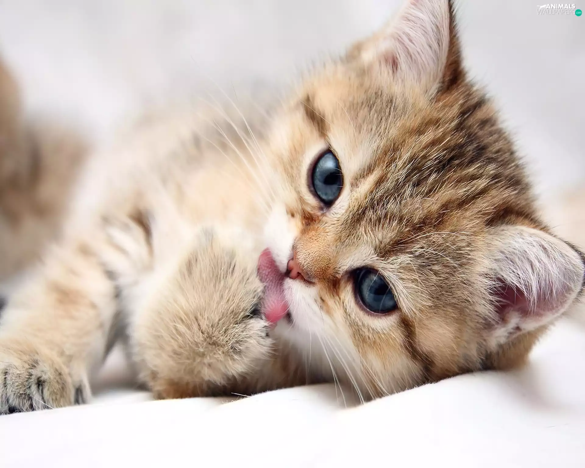 small, pud, Tounge, kitten