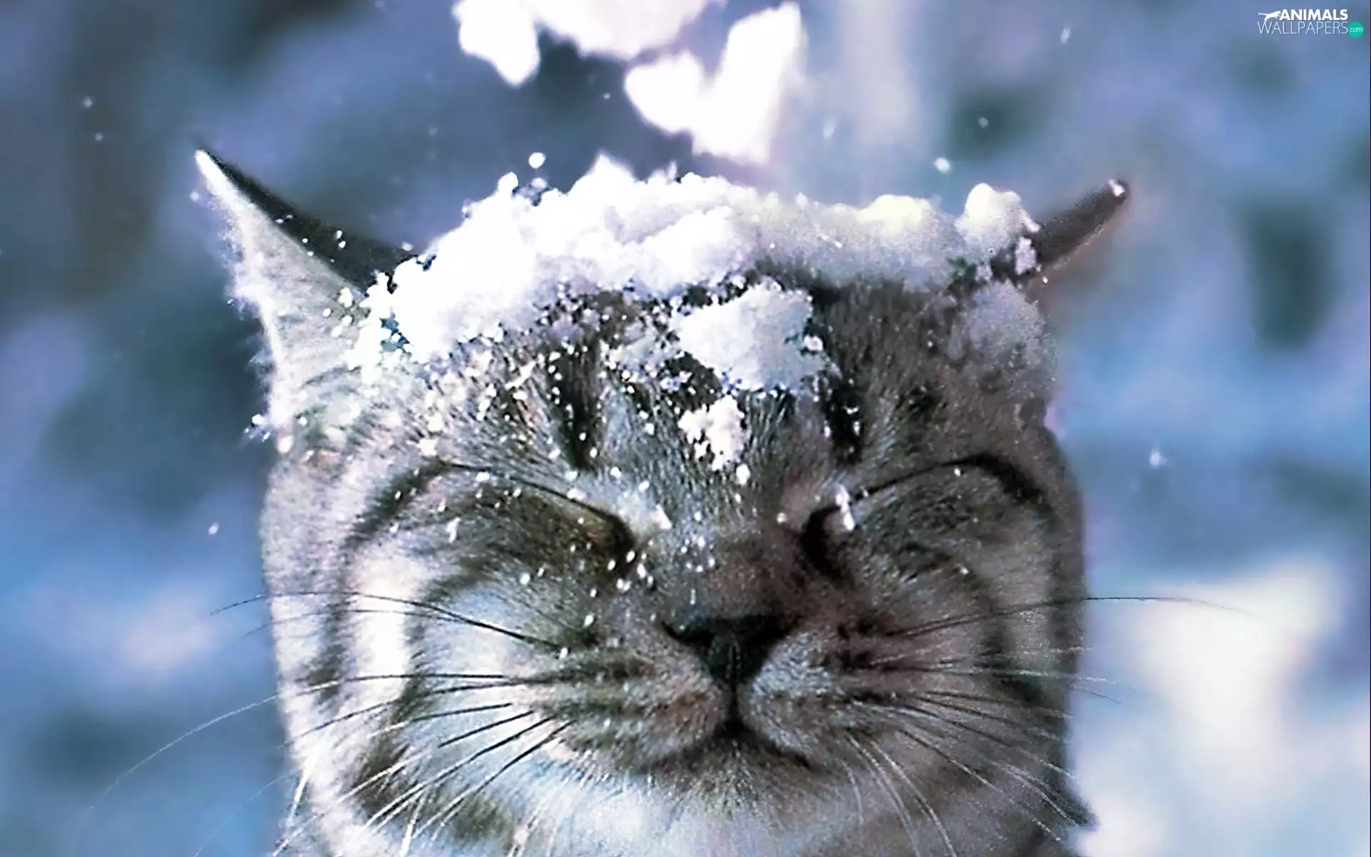 kitten, falling, snow