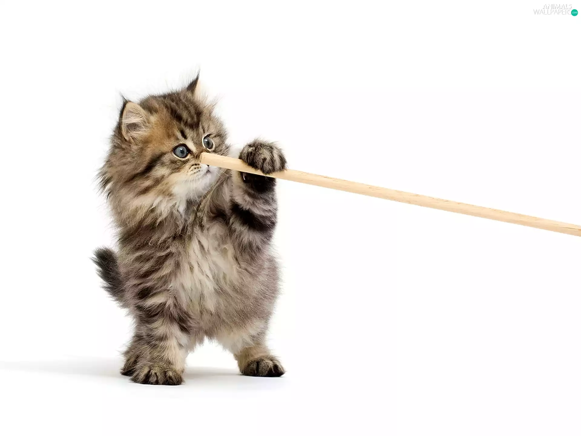 kitten, stick