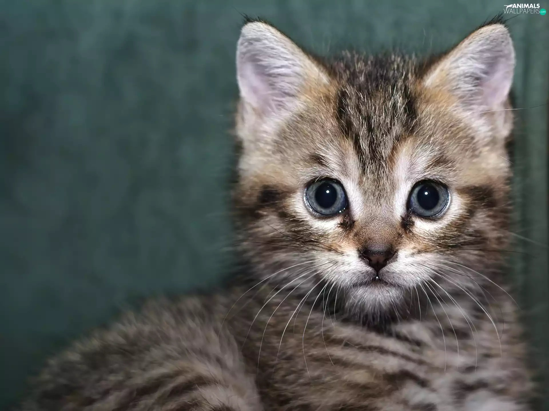 kitten, Little, striped