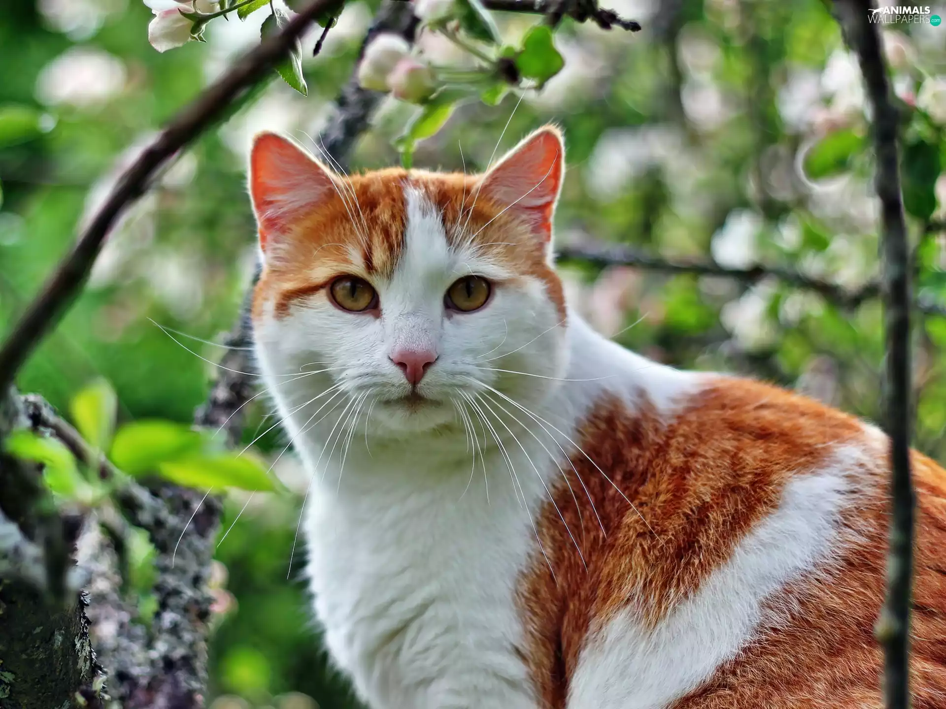 white, kitten, The look, ginger
