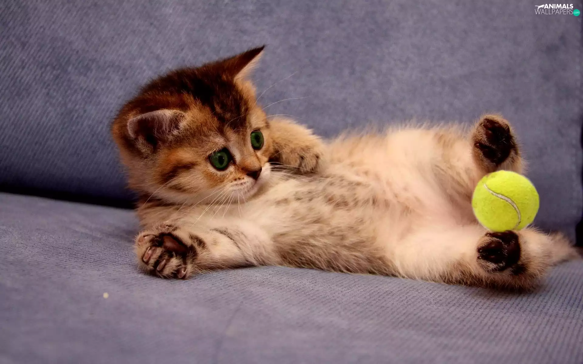 the ball, small, kitten