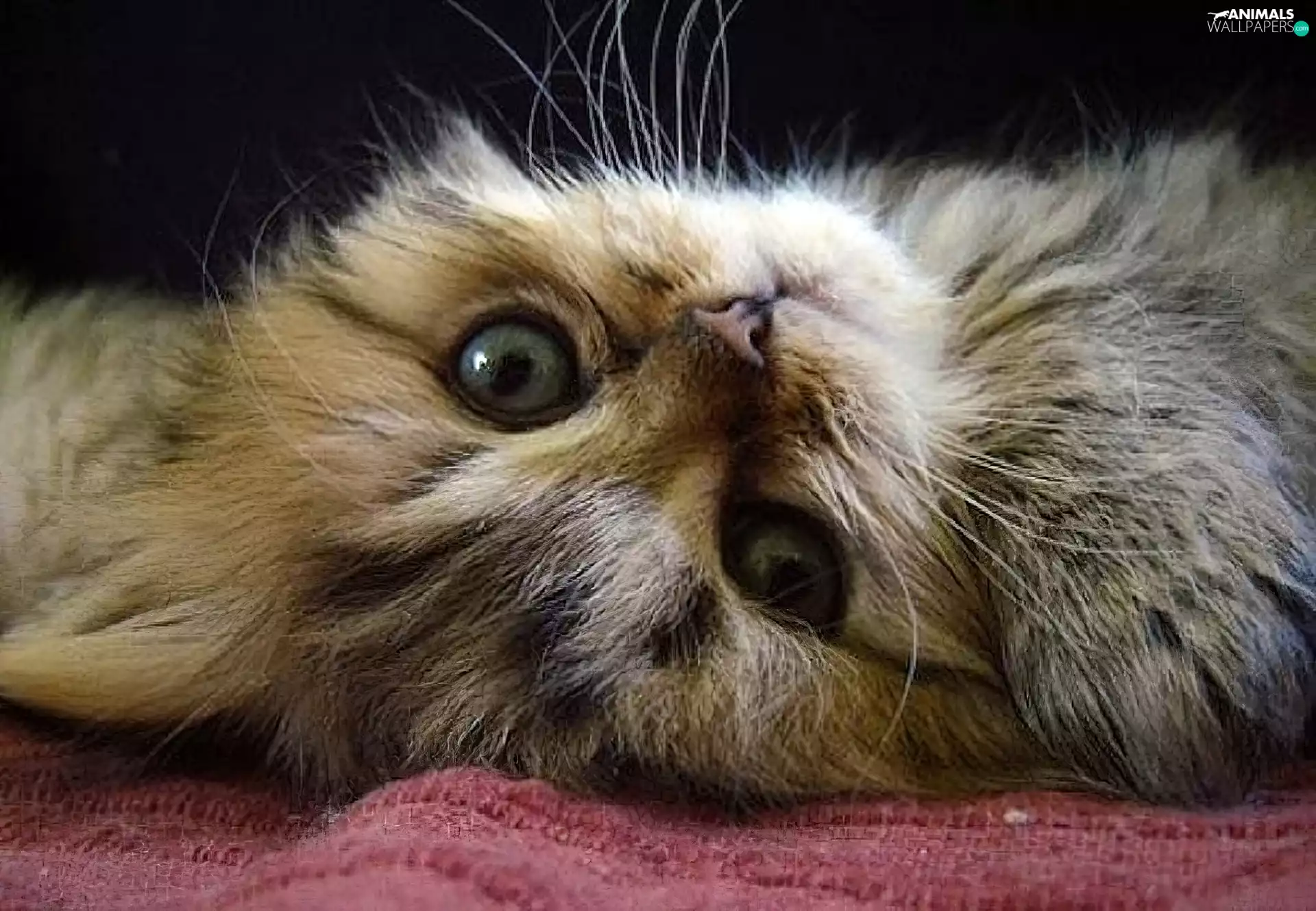 The look, small, kitten