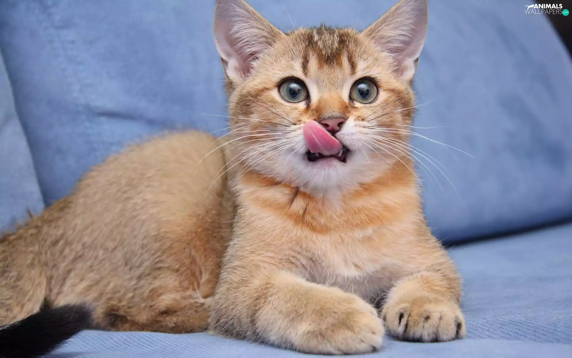 kitten, Tounge
