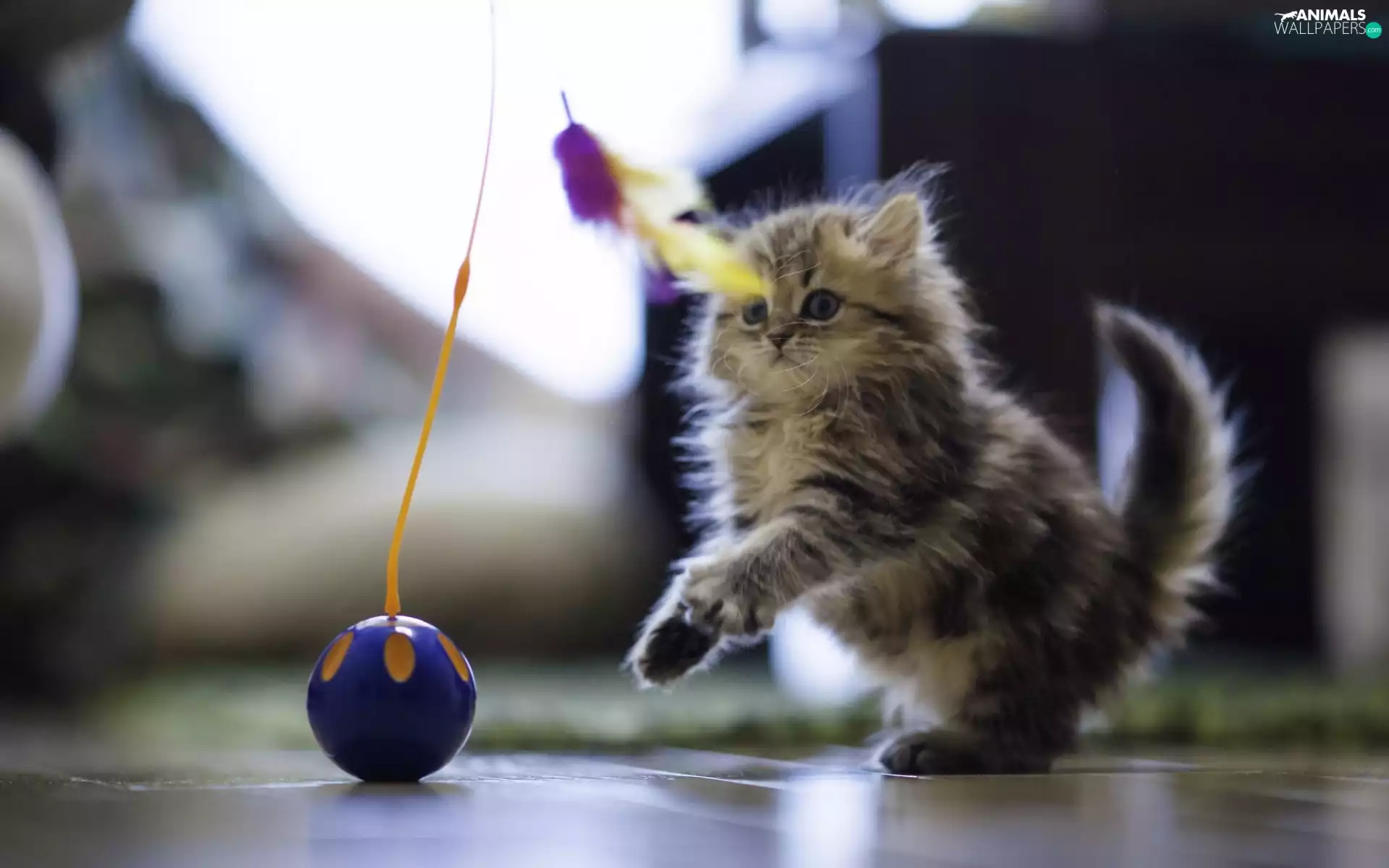 kitten, toys