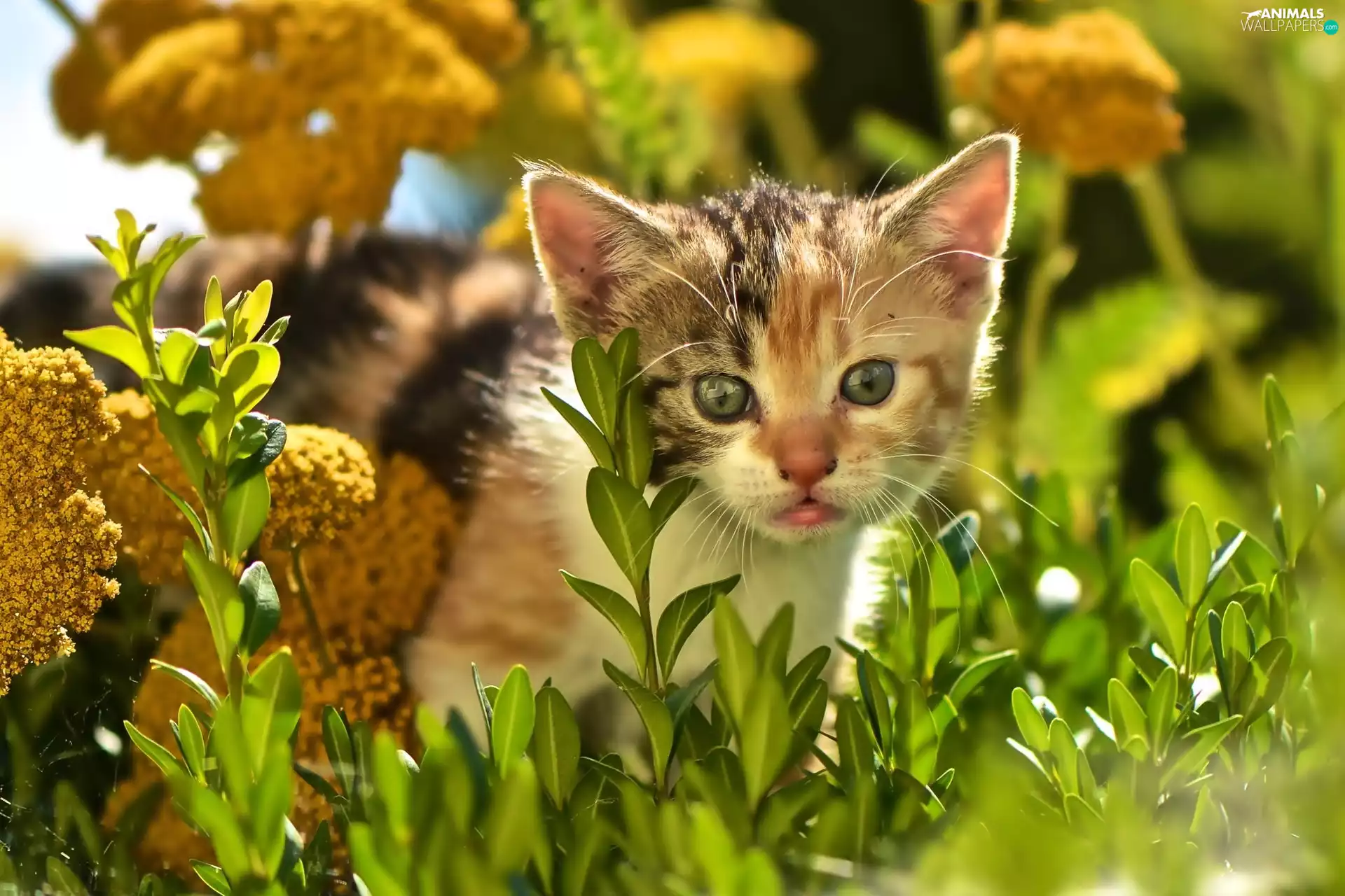 kitten, VEGETATION