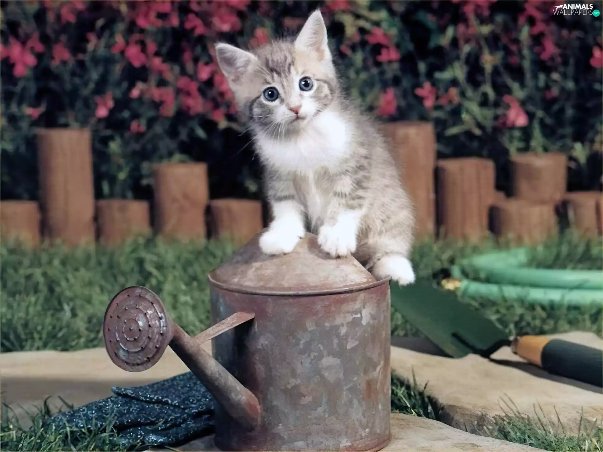 watering can, small, kitten