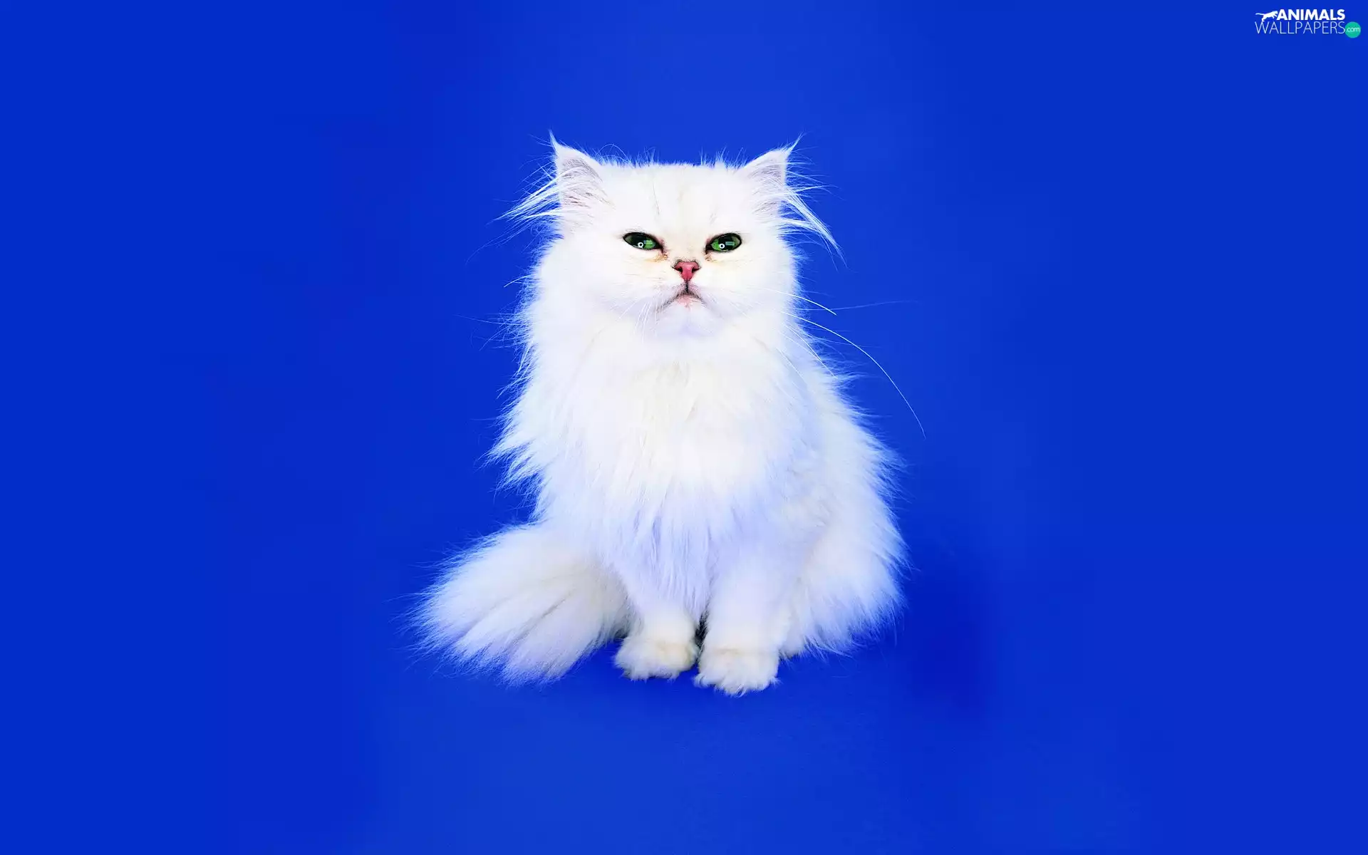 White, Blue, background, kitten