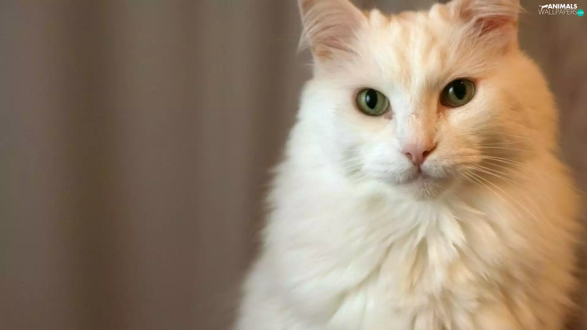 kitten, beautiful, White