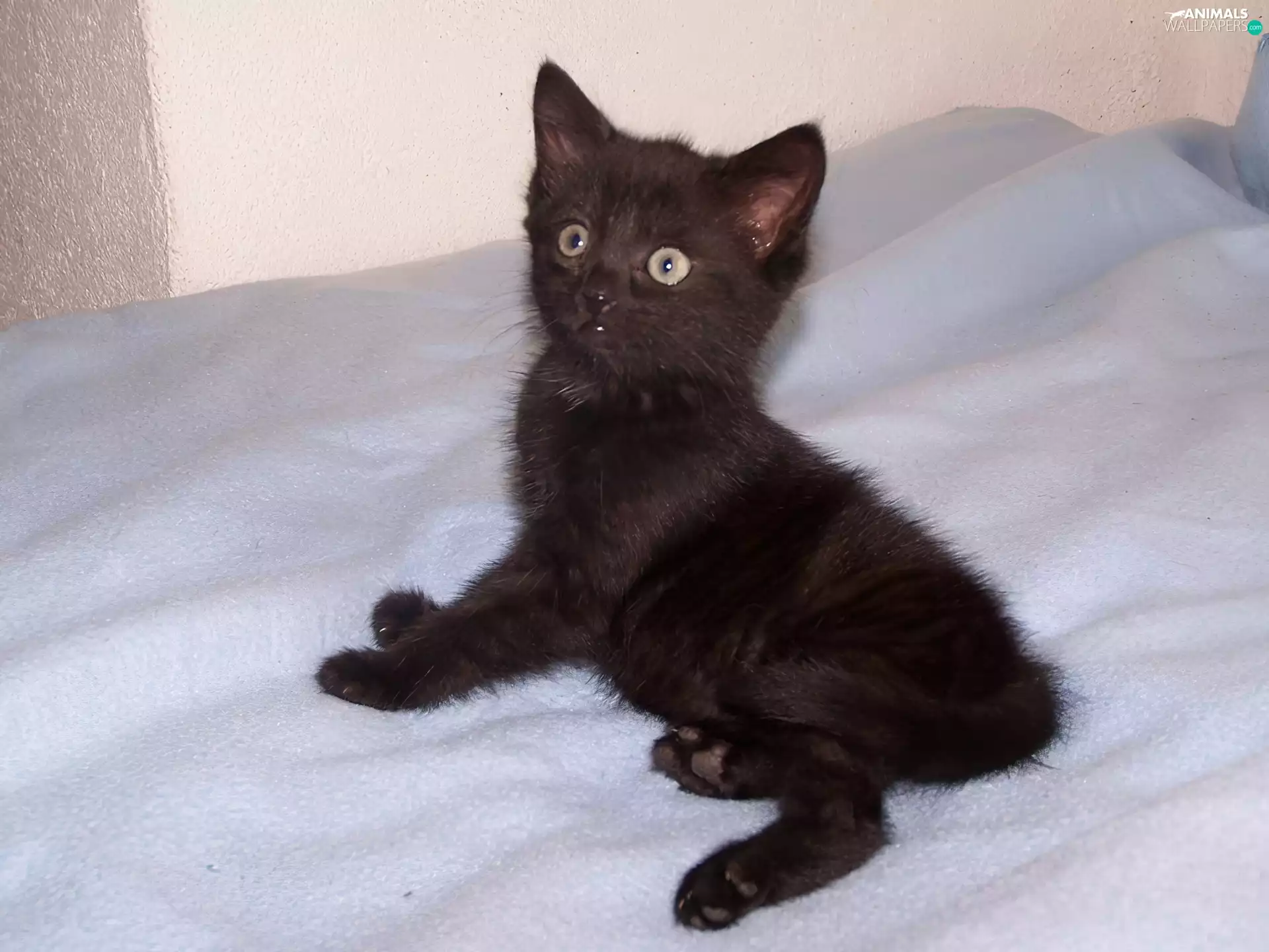 small, kitten, White Bed, Black