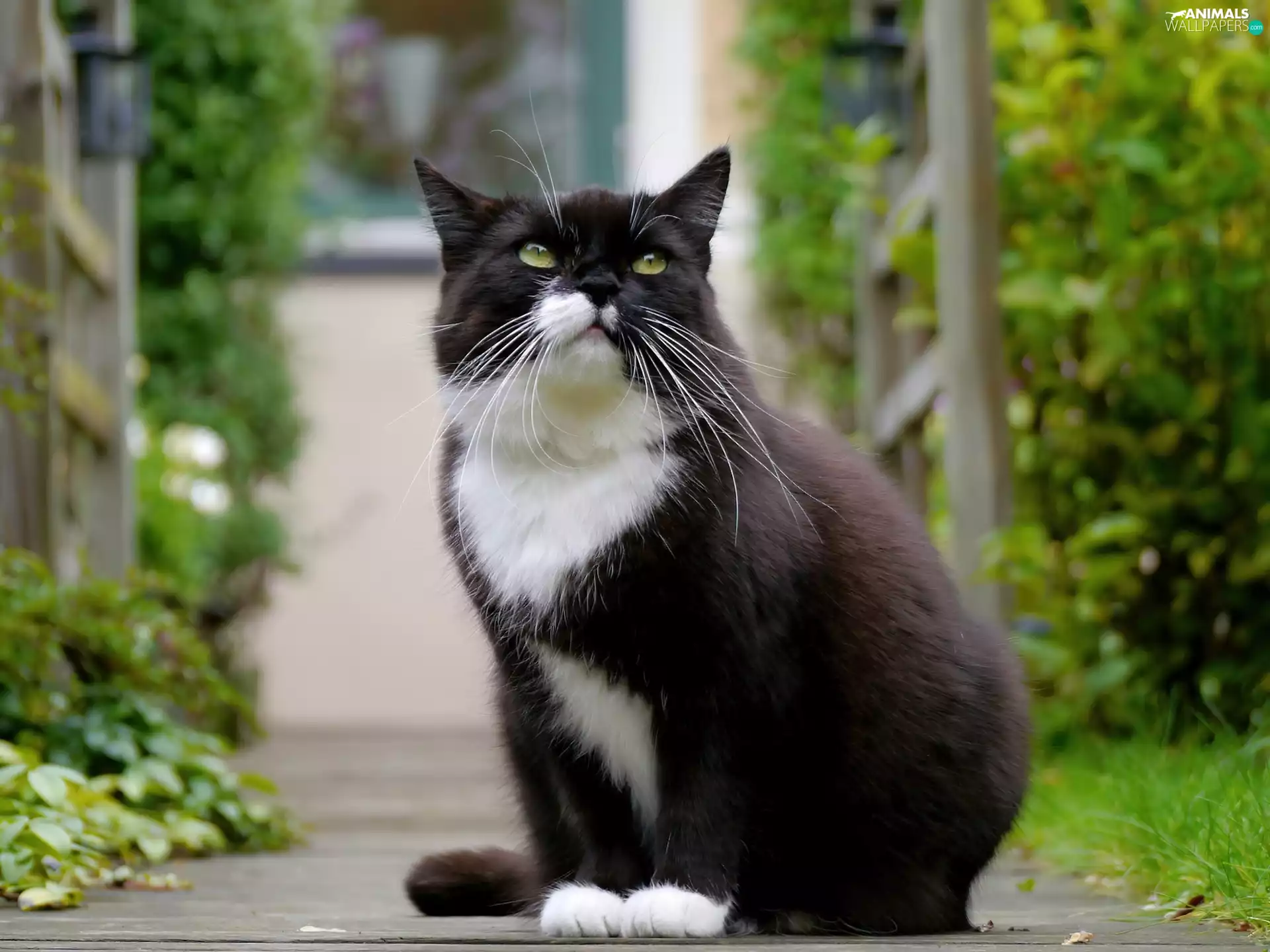 kitten, black, White