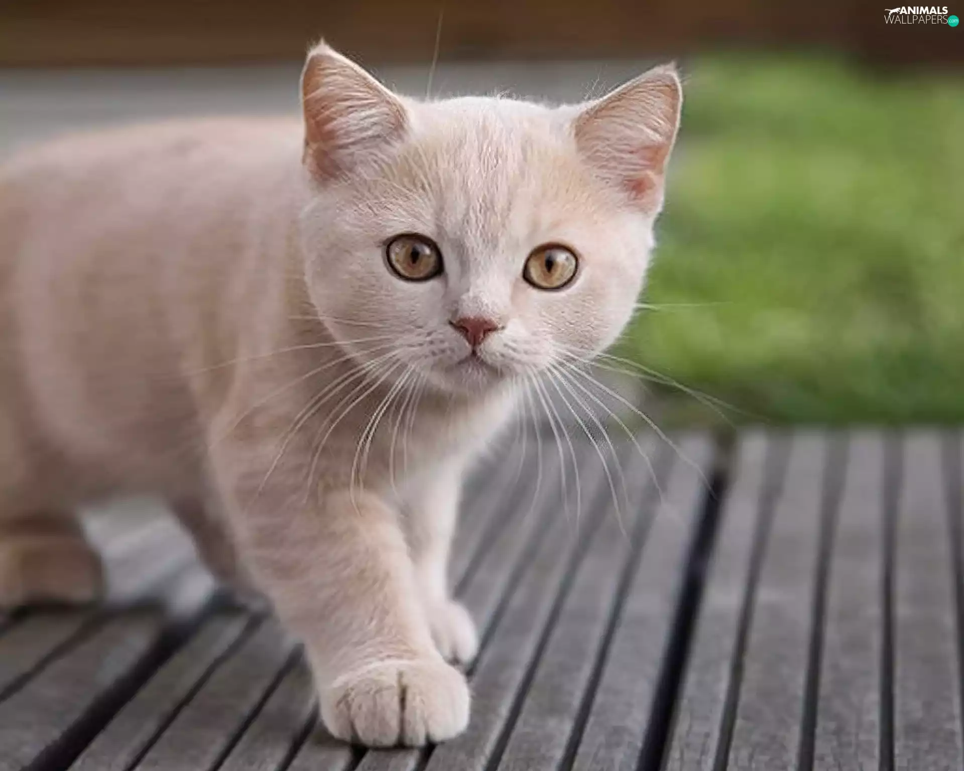 kitten, honeyed, White