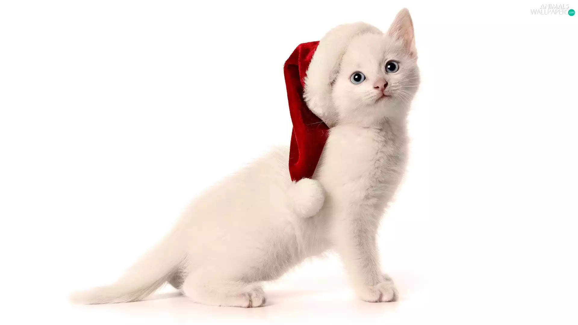 White, Hat, Nicholas, kitten