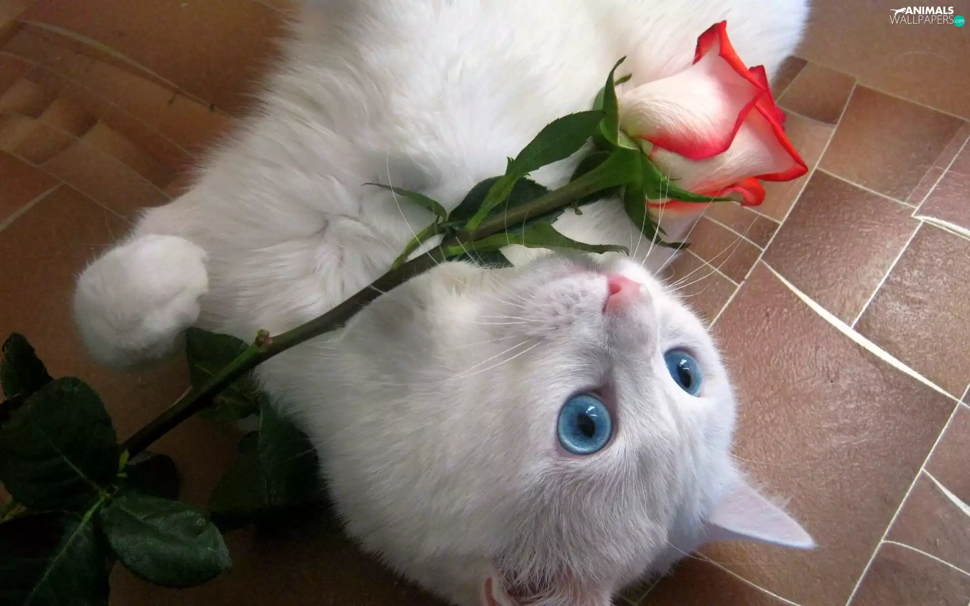 White, rose, play, kitten