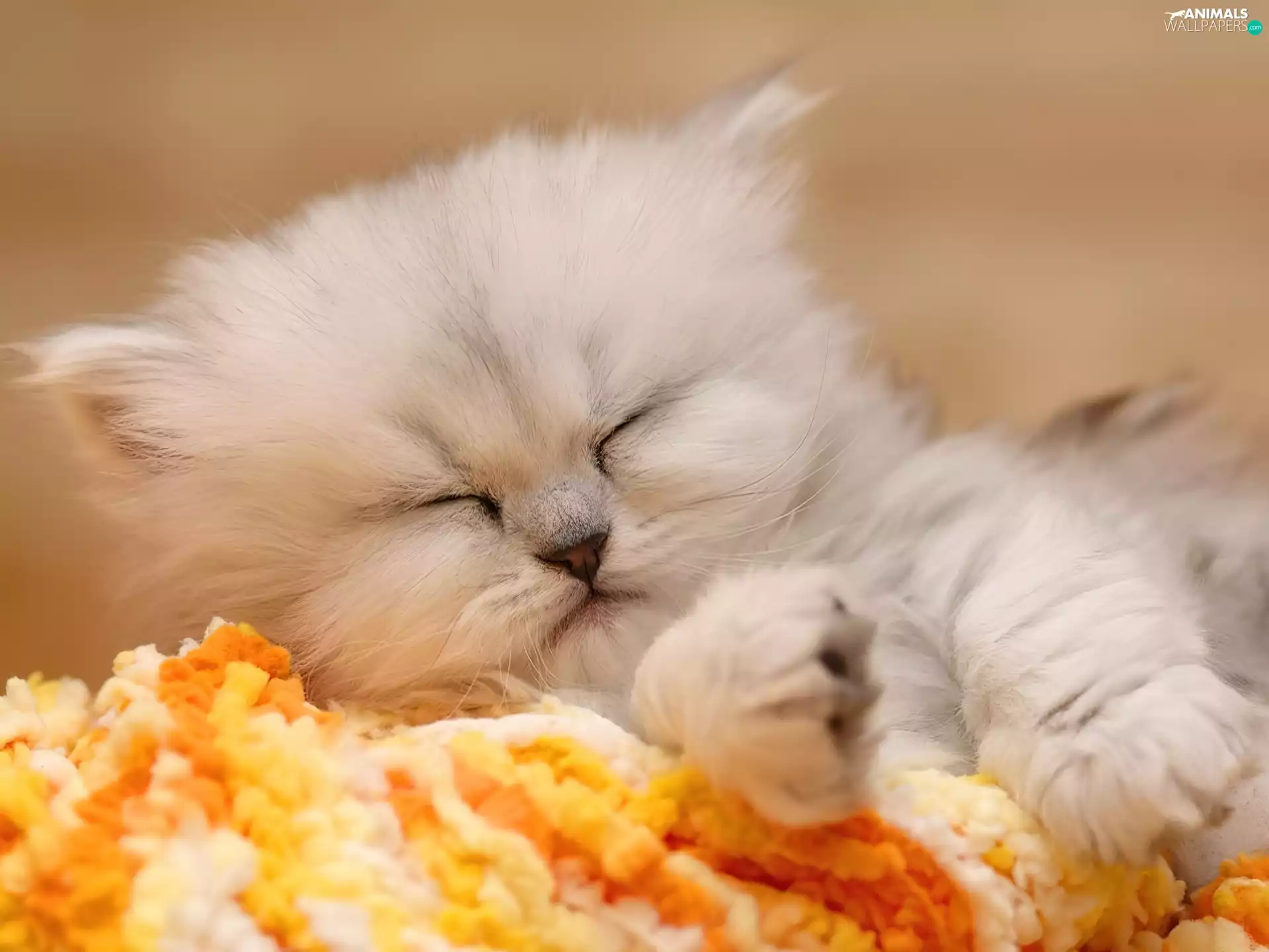 kitten, small, White