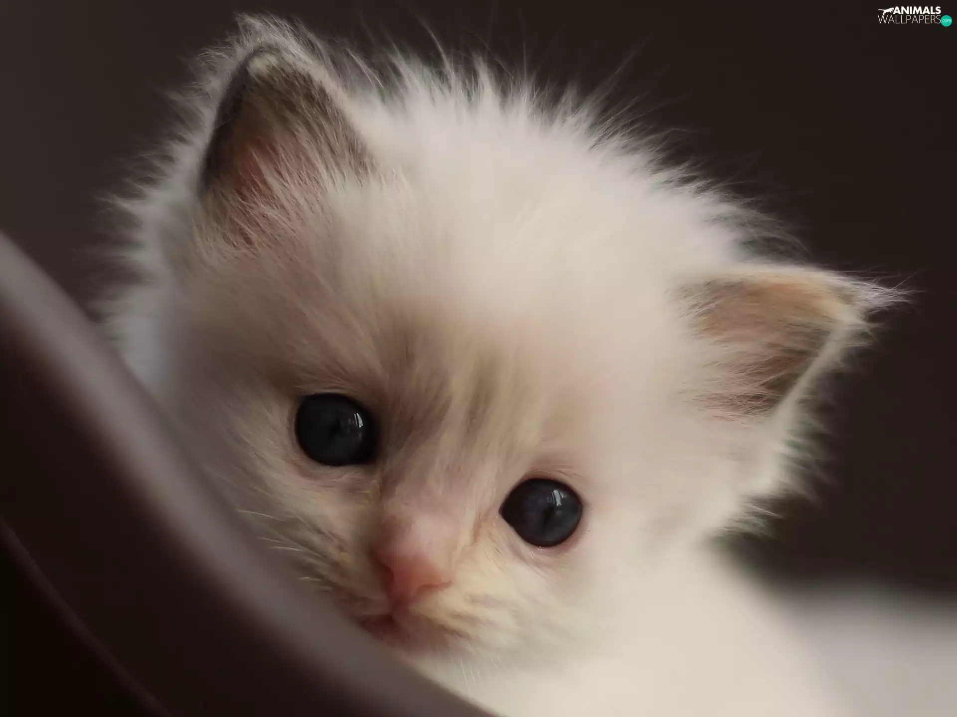 kitten, small, White