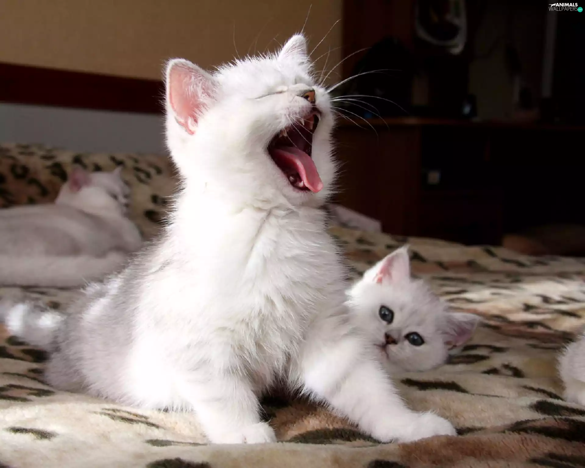 kitten, yawning, White