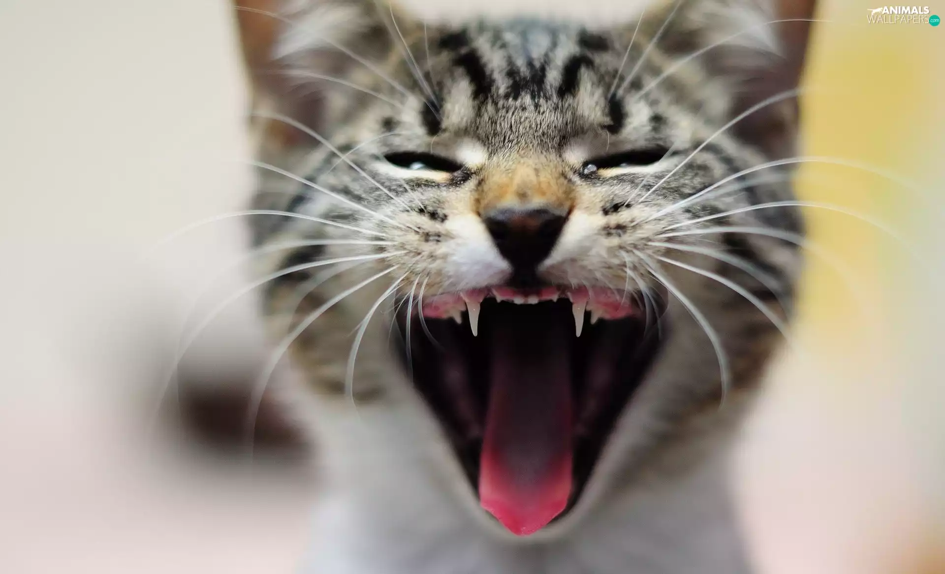 yawning, Teeth, Tounge, kitten