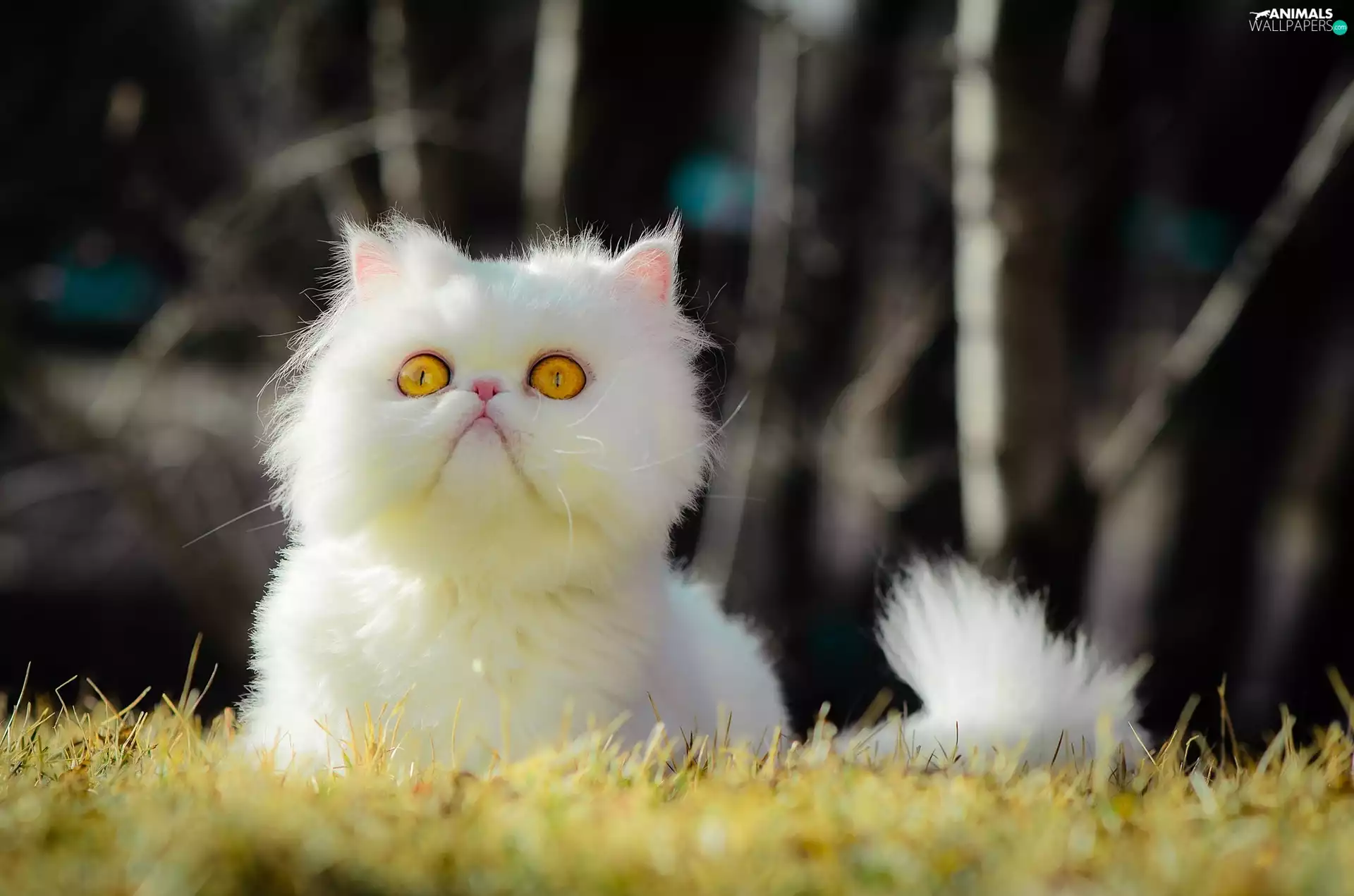 White, kitten, Yellow Eyelets, persian