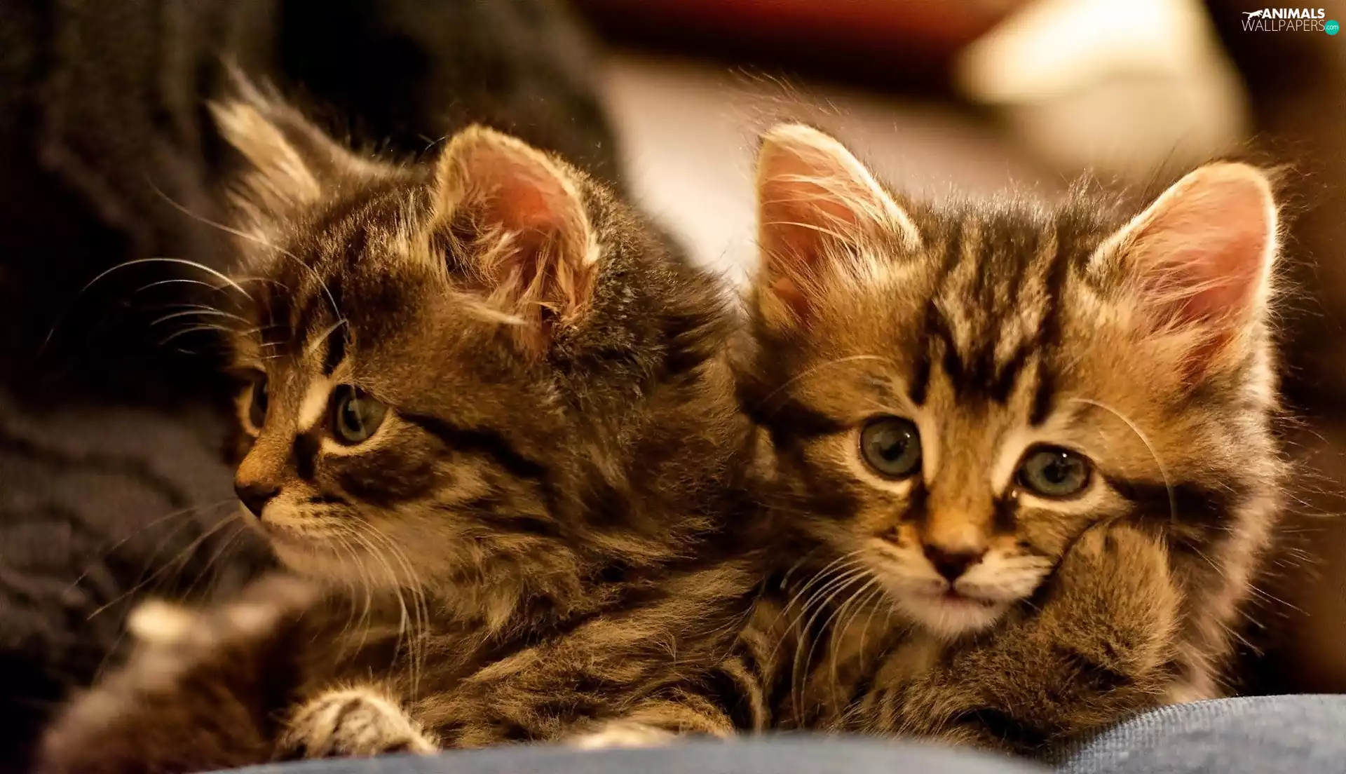 Two cars, sweet, kittens, little doggies