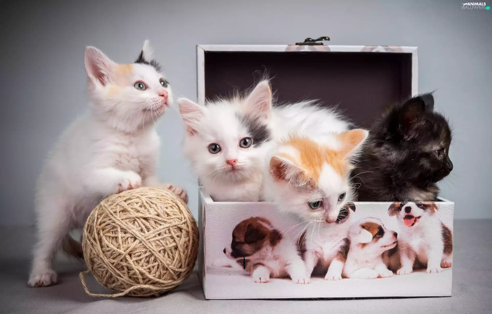 Male, Box, Orb, Kittens