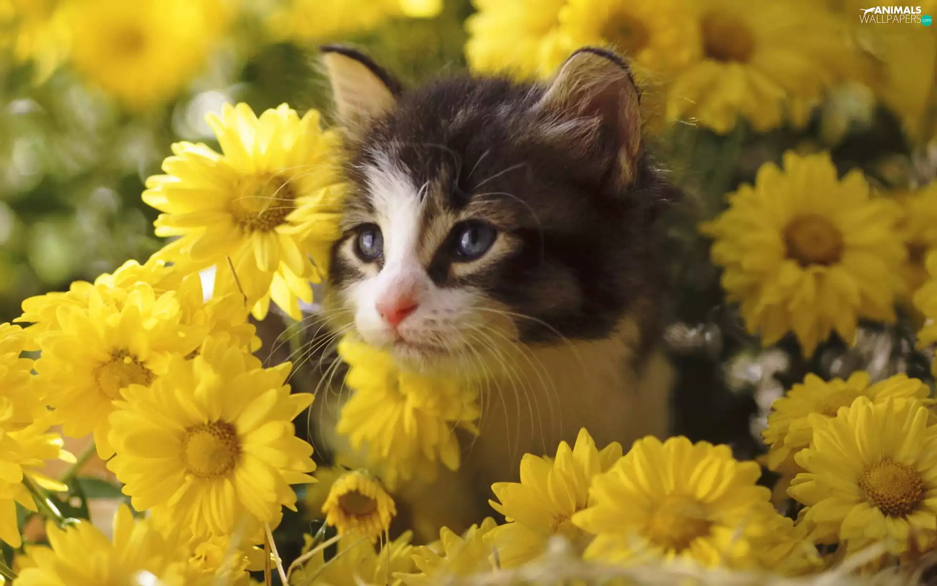 kitty, Flowers