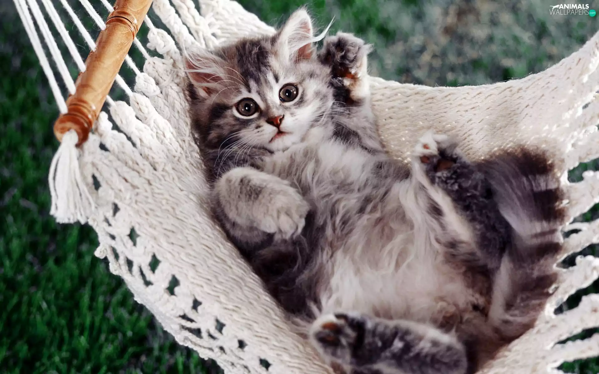 kitty, Hammock