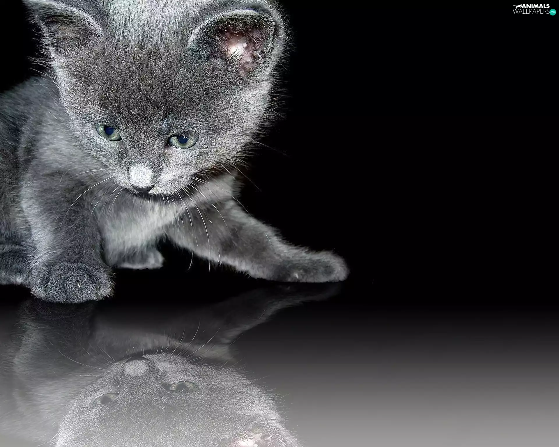 kitty, small, honeyed