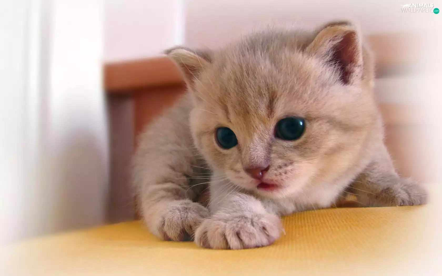 kitty, honeyed, small