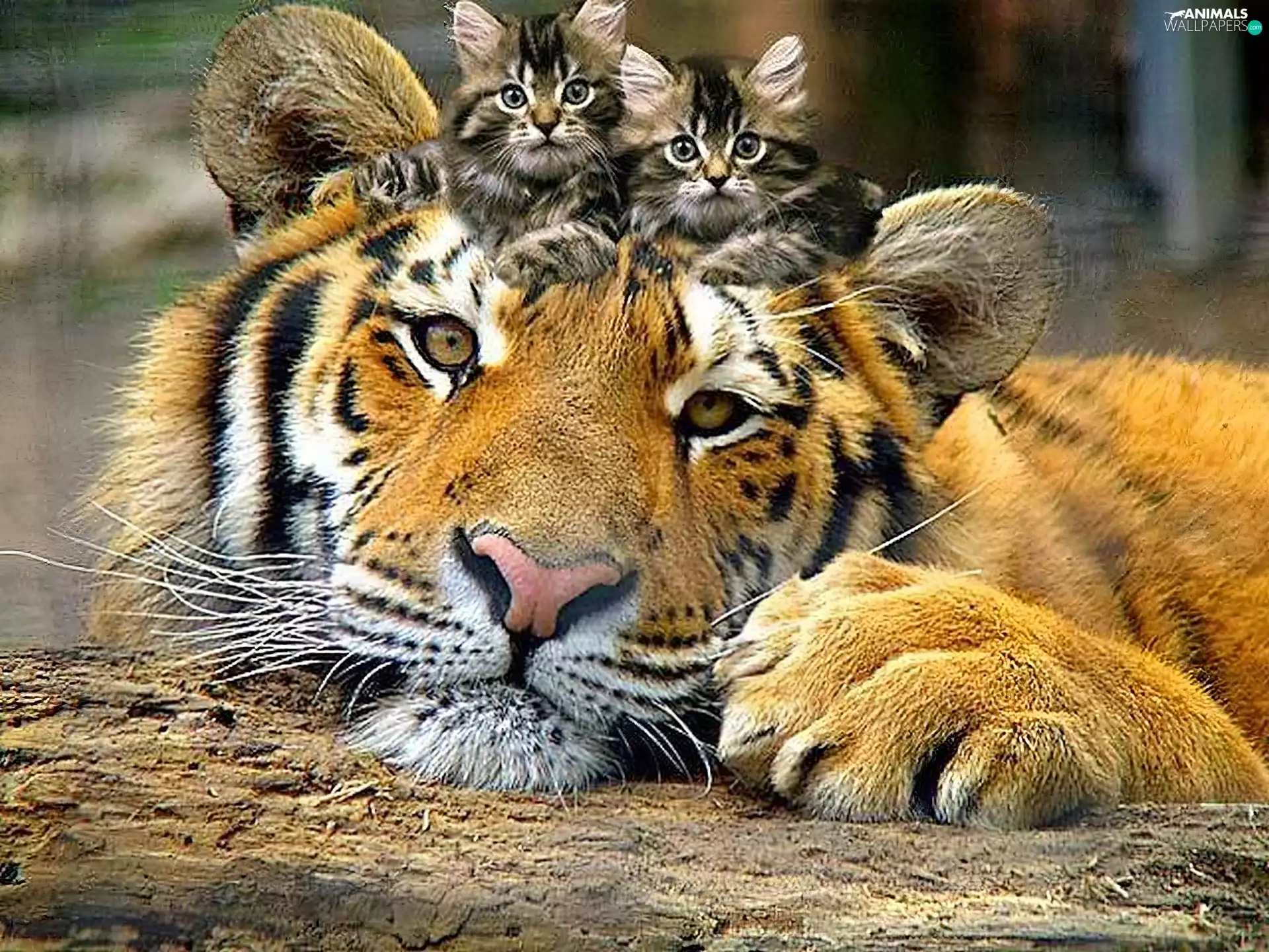 kitty, tiger