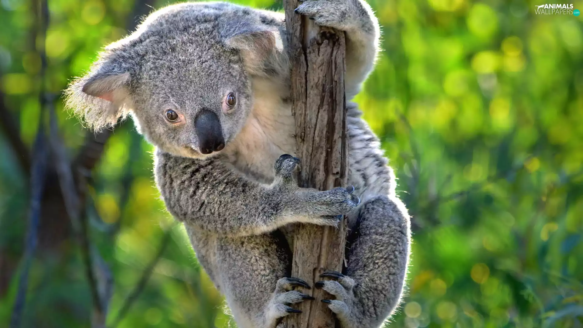 branch, teddy bear, Koala