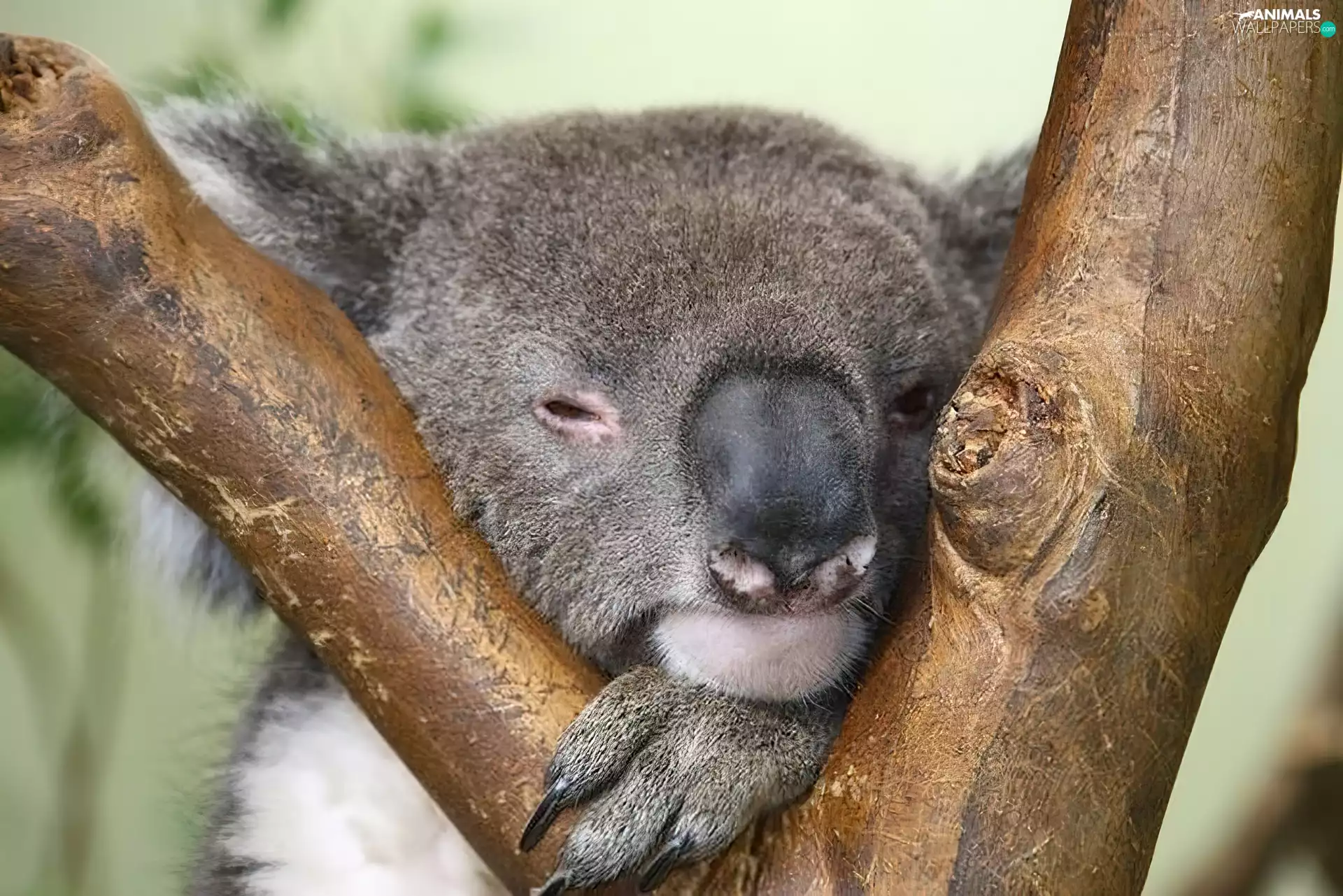 Koala, dream