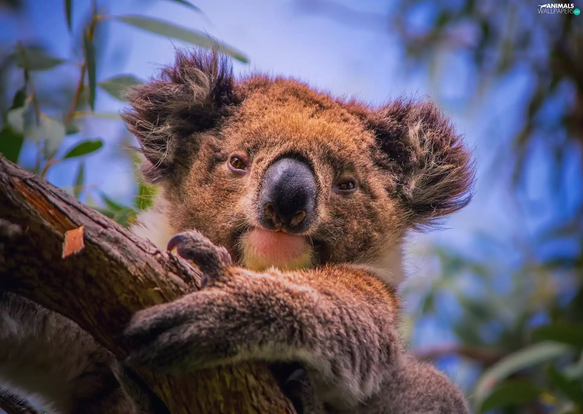 trees, teddy bear, Koala