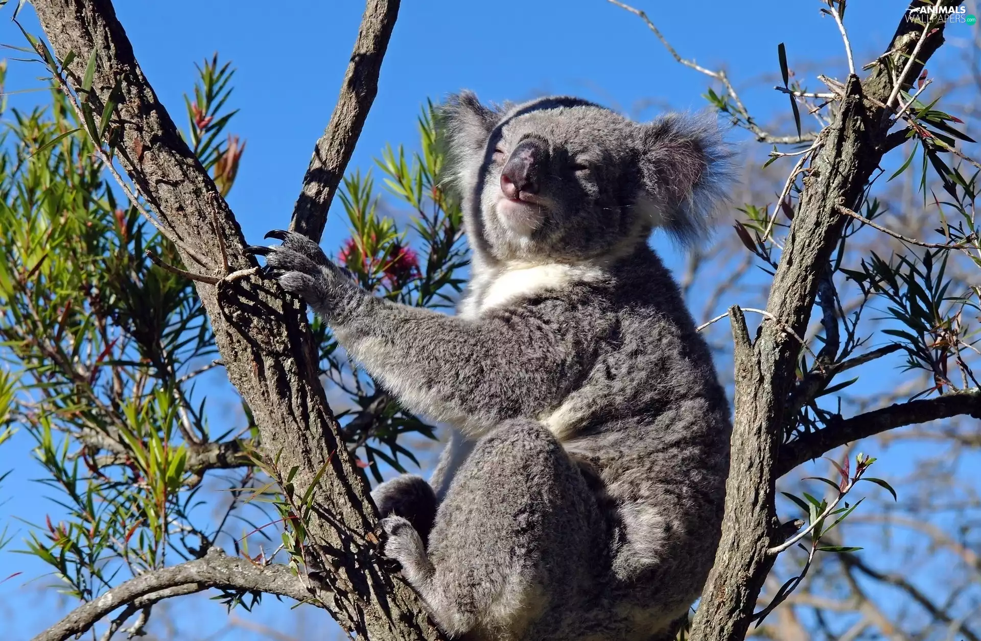 trees, teddy bear, Koala