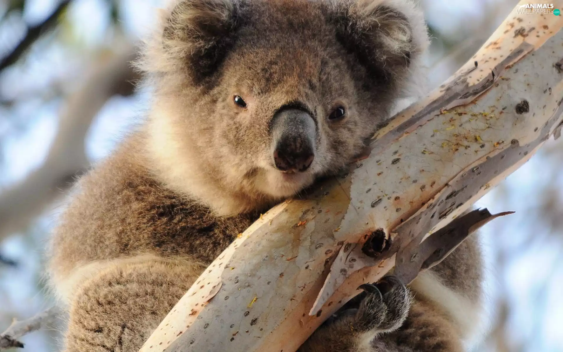 trees, teddy bear, Koala