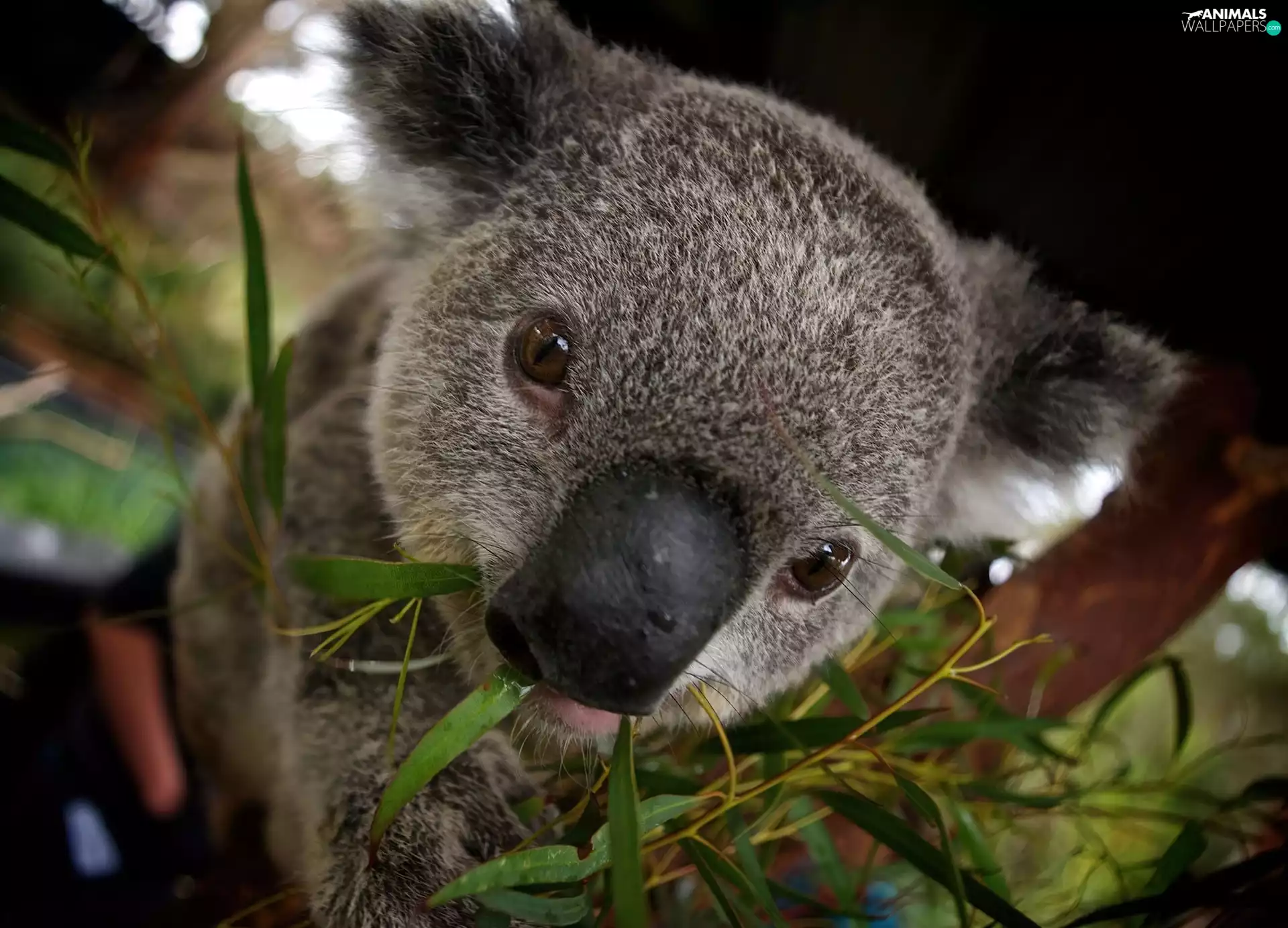 trees, teddy bear, Koala