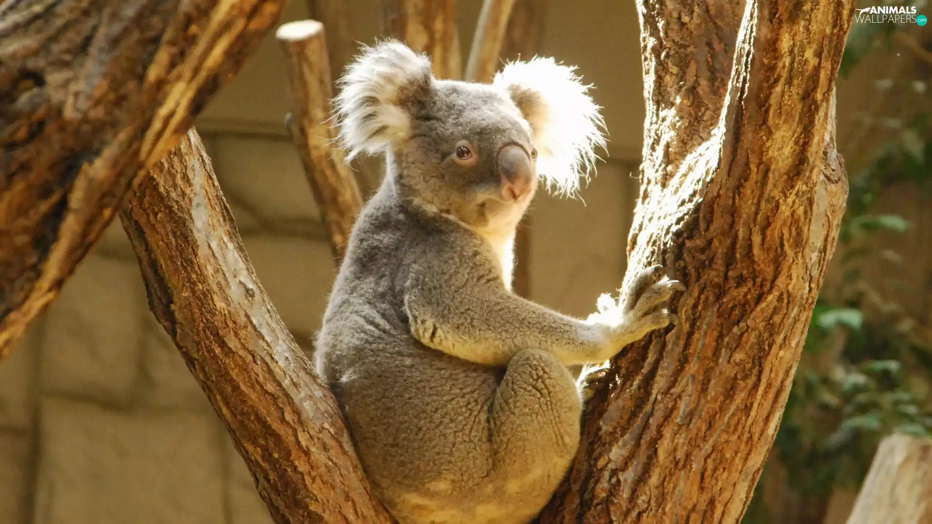 Koala, trees