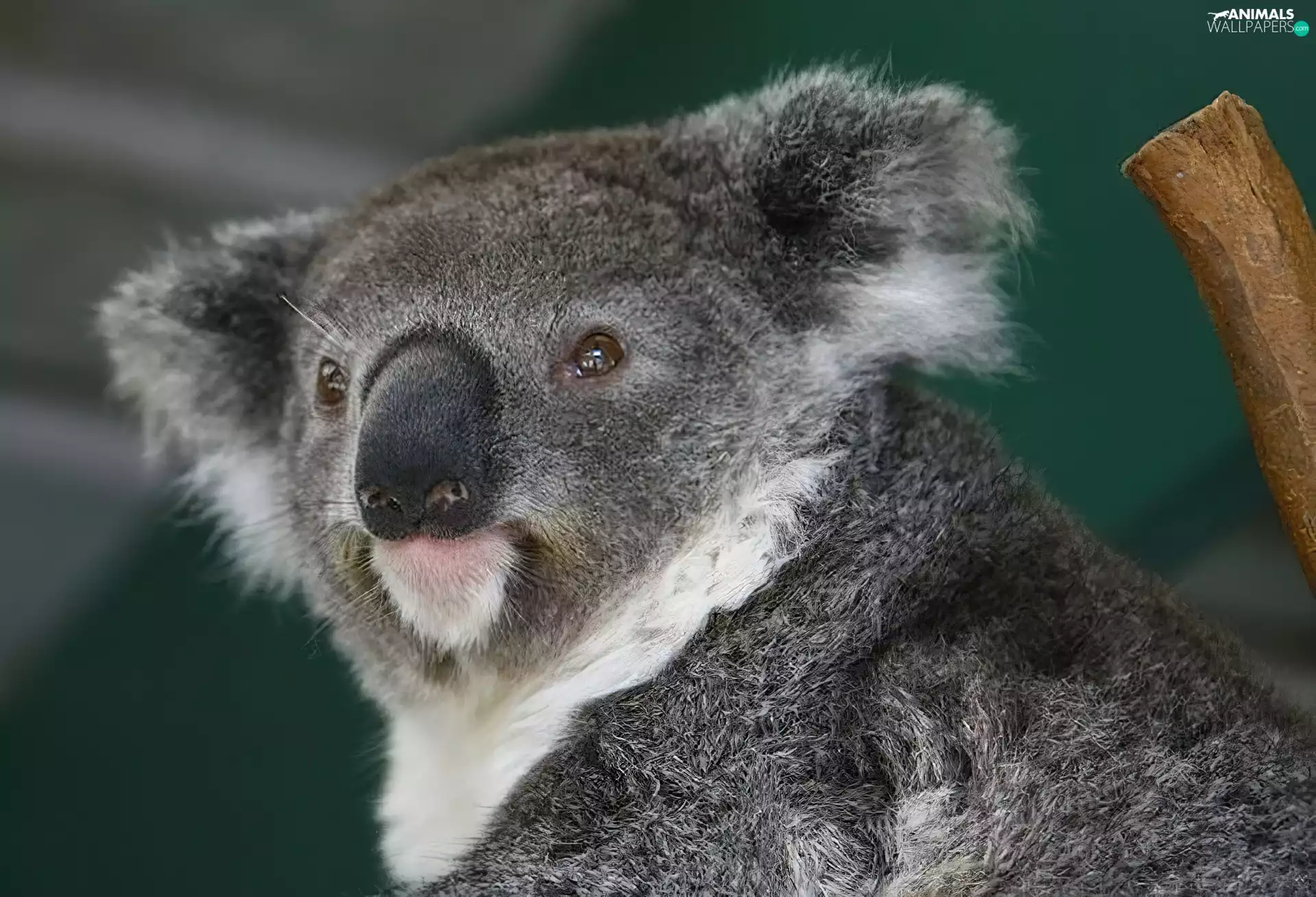 Koala