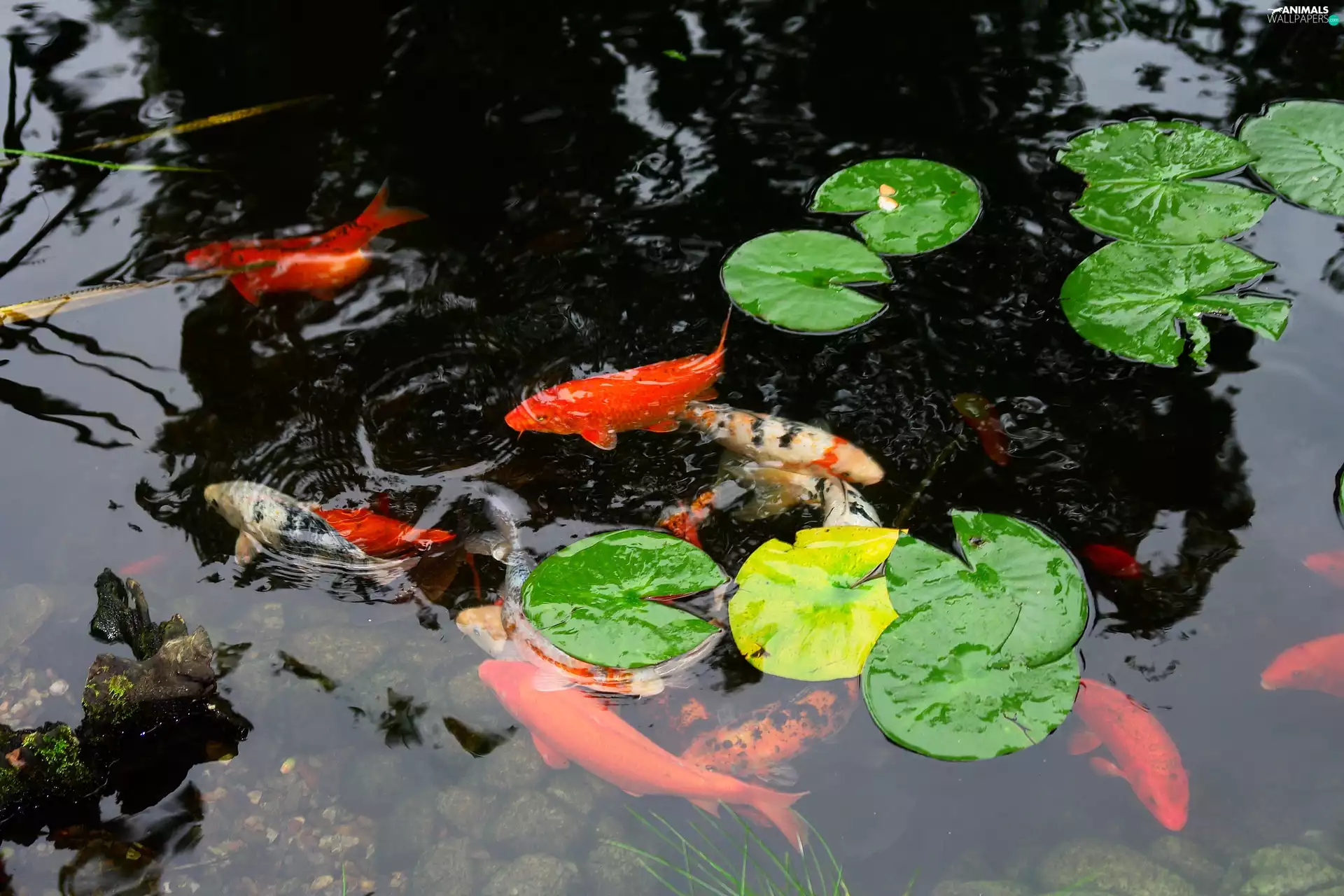 Pond - car, carp, Koi