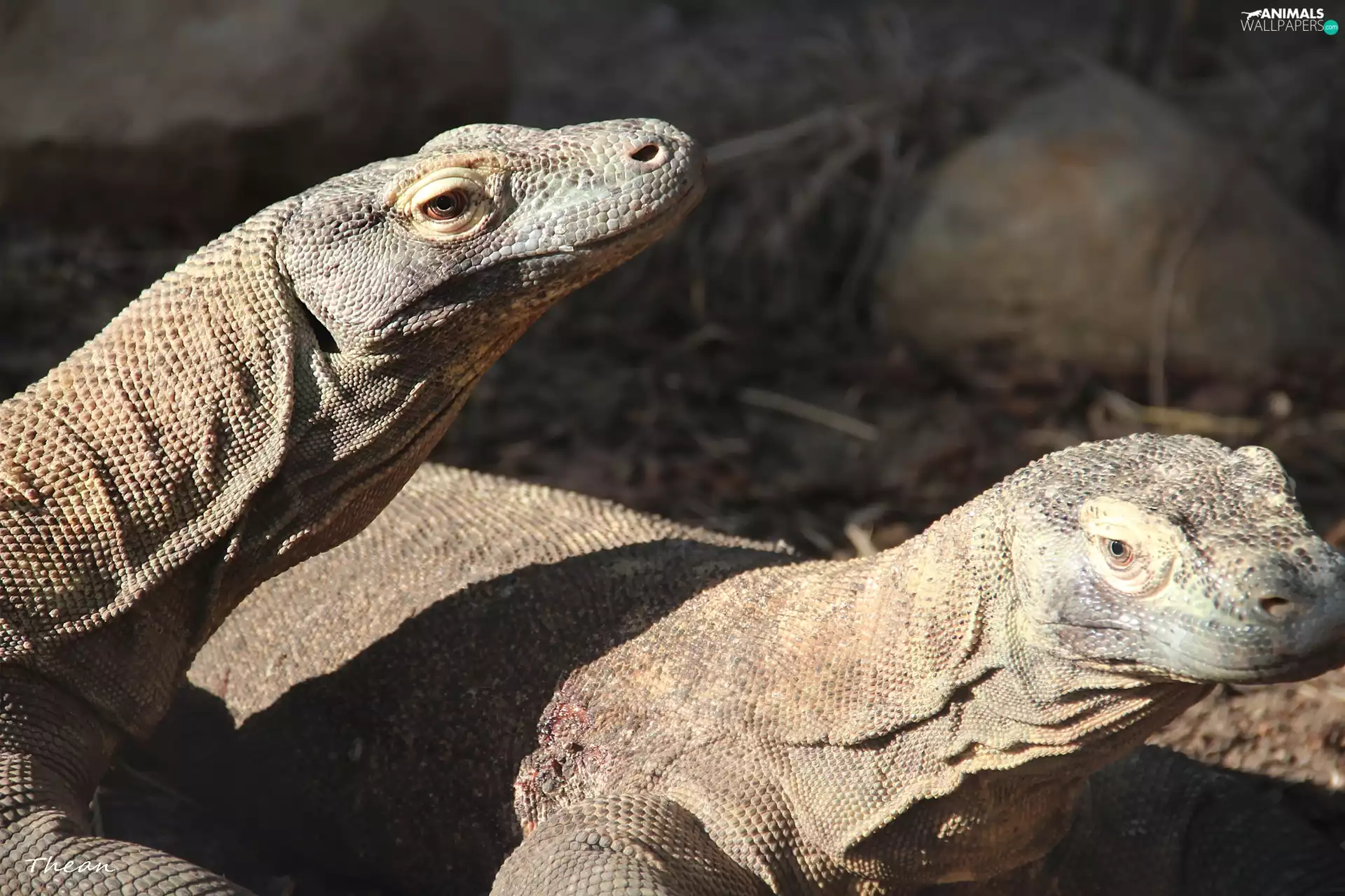 Komodo Dragons