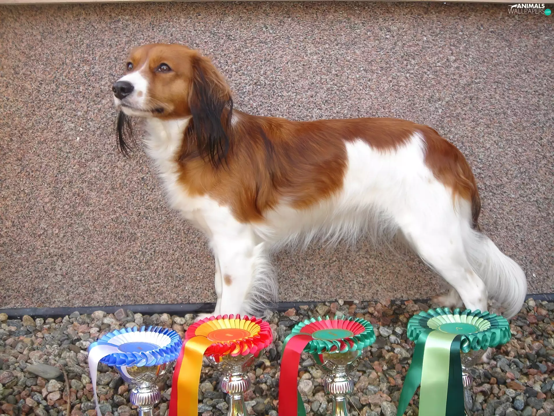 cups, Alpine Dutch, Kooikerhondje