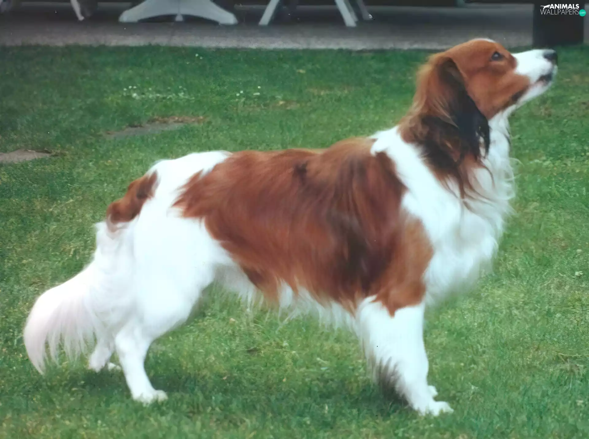 adult, Kooikerhondje, grass, Alpine Dutch