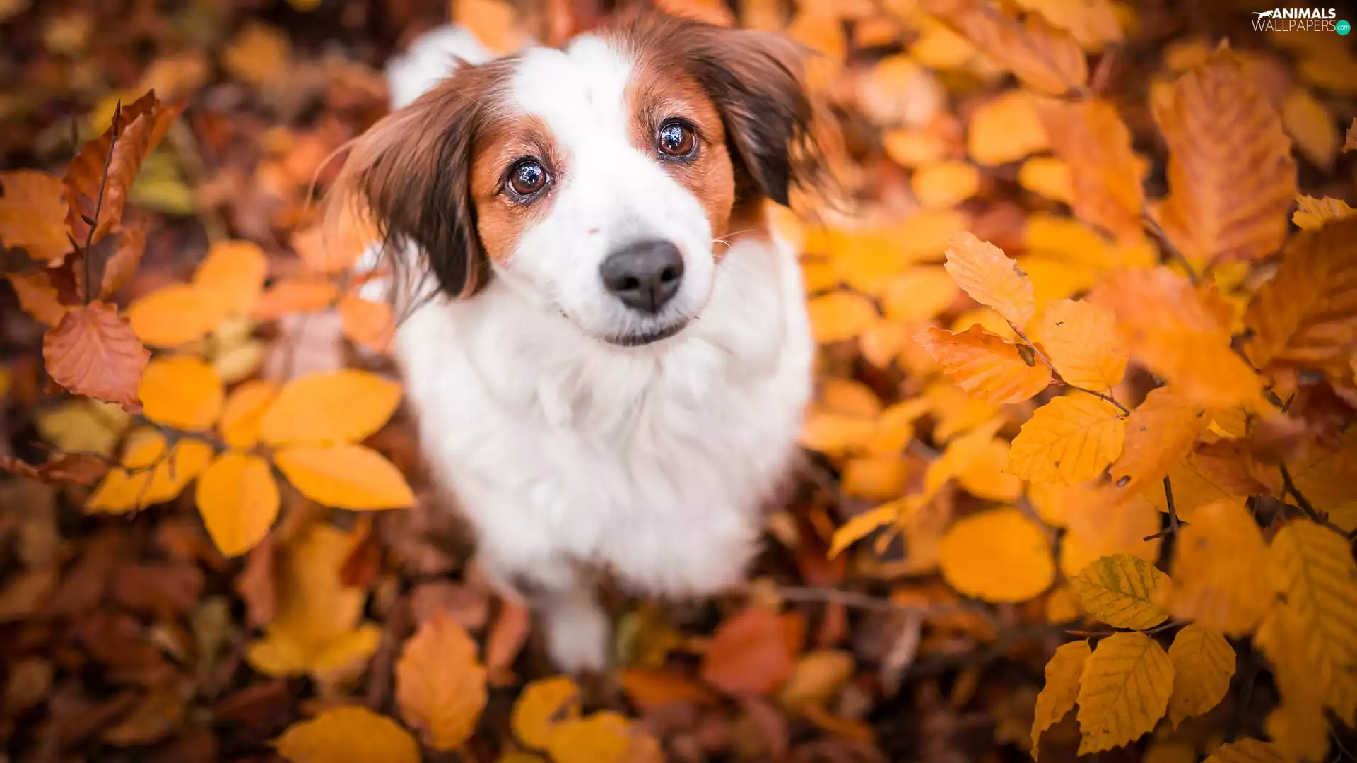 dog, Kooikerhondje, Leaf, Alpine Dutch